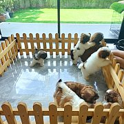 ชิสุแท้ เกรดสวย 