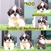 ชิสุแท้ เกรดสวย 