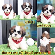 ชิสุแท้ เกรดสวย 