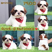 ชิสุแท้ เกรดสวย 