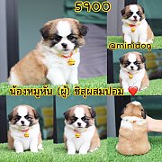 ชิสุผสมปอม 