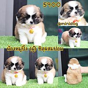 ชิสุผสมปอม 
