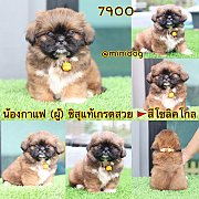 ชิสุแท้ เกรดสวย 