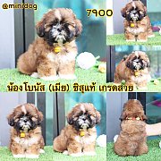 ชิสุแท้ เกรดสวย 