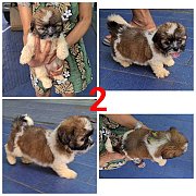 Update ลูกชิห์สุแท้ หน้าบี้ ขนหนา ลายดีสีสวย เพศเมีย เกรด A ชุดที่ 109 จาก kanka...