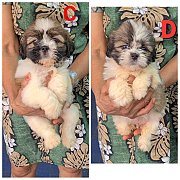 Update ลูกชิห์สุแท้ หน้าบี้ ขนหนา ลายดีสีสวย เพศเมีย เกรด A ชุดที่ 110 จาก kanka...
