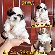 ชิสุแท้ เกรดสวย 
