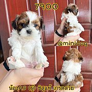 ชิสุแท้ เกรดสวย 