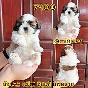 ชิสุแท้ เกรดสวย 