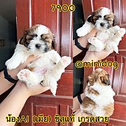 ชิสุแท้ เกรดสวย 