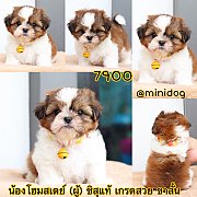 ชิสุแท้ เกรดสวย 