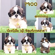 ชิสุแท้ เกรดสวย 