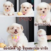 ชิสุผสมปอม 