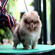 ขายลูกปอมเมอเรเนียน น่ารัก เพศเมีย อายุ 2เดือน พร้อมย้ายบ้าน สอนการเลี้ยงฟรี สอบ...