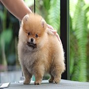 ขายลูกปอมเมอเรเนียน น่ารัก เพศผู้ อายุ 2 เดือน พร้อมย้ายบ้าน สอนการเลี้ยงฟรี สอบ...