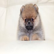 ขายลูกปอมเมอเรเนียน น่ารัก เพศเมีย อายุ 2เดือน พร้อมย้ายบ้าน สอนการเลี้ยงฟรี สอบ...