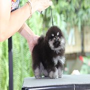 ขายลูกปอมเมอเรเนียน น่ารัก เพศเมีย อายุ 2เดือน พร้อมย้ายบ้าน สอนการเลี้ยงฟรี สอบ...