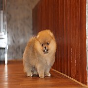 ขายลูกปอมเมอเรเนียน น่ารัก เพศผู้ อายุ 2 เดือน พร้อมย้ายบ้าน สอนการเลี้ยงฟรี สอบ...