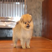 ขายลูกปอมเมอเรเนียน น่ารัก เพศผู้ อายุ 2 เดือน พร้อมย้ายบ้าน สอนการเลี้ยงฟรี สอบ...