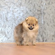 ขายลูกปอมเมอเรเนียน น่ารัก เพศผู้ อายุ 2 เดือน พร้อมย้ายบ้าน สอนการเลี้ยงฟรี สอบ...