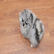 ขายลูกปอมเมอเรเนียน น่ารัก เพศผู้ อายุ 2 เดือน พร้อมย้ายบ้าน สอนการเลี้ยงฟรี สอบ...