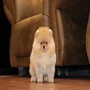 ขายลูกปอมเมอเรเนียน น่ารัก เพศเมีย อายุ 2เดือน พร้อมย้ายบ้าน สอนการเลี้ยงฟรี สอบ...