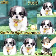 ชิสุแท้ เกรดสวย 