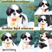 ชิสุแท้ เกรดสวย 