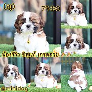 ชิสุแท้ เกรดสวย 