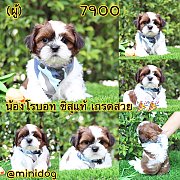 ชิสุแท้ เกรดสวย 