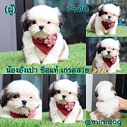ชิสุแท้ เกรดสวย 