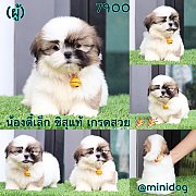 ชิสุแท้ เกรดสวย 