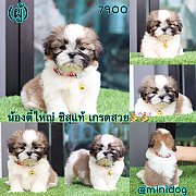 ชิสุแท้ เกรดสวย 