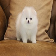 ขายลูกปอมเมอเรเนียน น่ารัก เพศเมีย อายุ 2เดือน พร้อมย้ายบ้าน สอนการเลี้ยงฟรี สอบ...