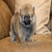 ขายลูกปอมเมอเรเนียน น่ารัก เพศผู้ อายุ 2 เดือน พร้อมย้ายบ้าน สอนการเลี้ยงฟรี สอบ...