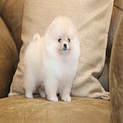 ขายลูกปอมเมอเรเนียน น่ารัก เพศเมีย อายุ 2เดือน พร้อมย้ายบ้าน สอนการเลี้ยงฟรี สอบ...