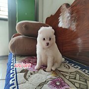 ปอมแท้ เพศผู้ จัดส่ง