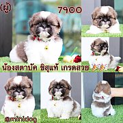 ชิสุแท้ เกรดสวย 