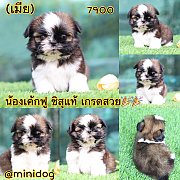 ชิสุแท้ เกรดสวย 