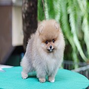 ขายลูกปอมเมอเรเนียน น่ารัก เพศผู้ อายุ 2 เดือน พร้อมย้ายบ้าน สอนการเลี้ยงฟรี สอบ...
