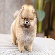 ขายลูกปอมเมอเรเนียน น่ารัก เพศผู้ อายุ 2 เดือน พร้อมย้ายบ้าน สอนการเลี้ยงฟรี สอบ...