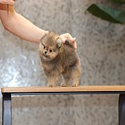 ขายลูกปอมเมอเรเนียน น่ารัก เพศเมีย อายุ 2เดือน พร้อมย้ายบ้าน สอนการเลี้ยงฟรี สอบ...