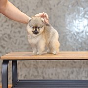 ขายลูกปอมเมอเรเนียน น่ารัก เพศผู้ อายุ 2 เดือน พร้อมย้ายบ้าน สอนการเลี้ยงฟรี สอบ...