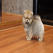 ขายลูกปอมเมอเรเนียน น่ารัก เพศผู้ อายุ 2 เดือน พร้อมย้ายบ้าน สอนการเลี้ยงฟรี สอบ...