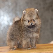 ขายลูกปอมเมอเรเนียน น่ารัก เพศเมีย อายุ 2เดือน พร้อมย้ายบ้าน สอนการเลี้ยงฟรี สอบ...