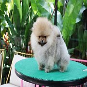 ขายลูกปอมเมอเรเนียน น่ารัก เพศผู้ อายุ 2 เดือน พร้อมย้ายบ้าน สอนการเลี้ยงฟรี สอบ...