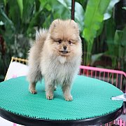 ขายลูกปอมเมอเรเนียน น่ารัก เพศเมีย อายุ 2เดือน พร้อมย้ายบ้าน สอนการเลี้ยงฟรี สอบ...