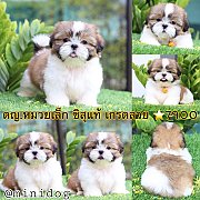 ชิสุแท้ เกรดสวย 