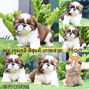 ชิสุแท้ เกรดสวย 