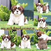 ชิสุแท้ เกรดสวย 